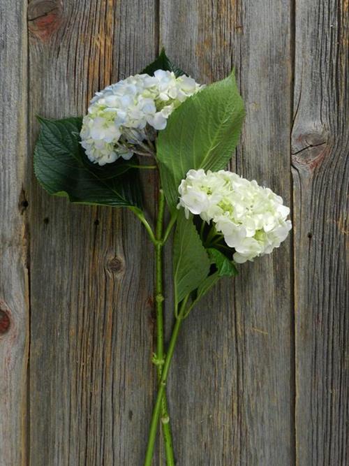 BLUE & WHITE   HYDRANGEAS